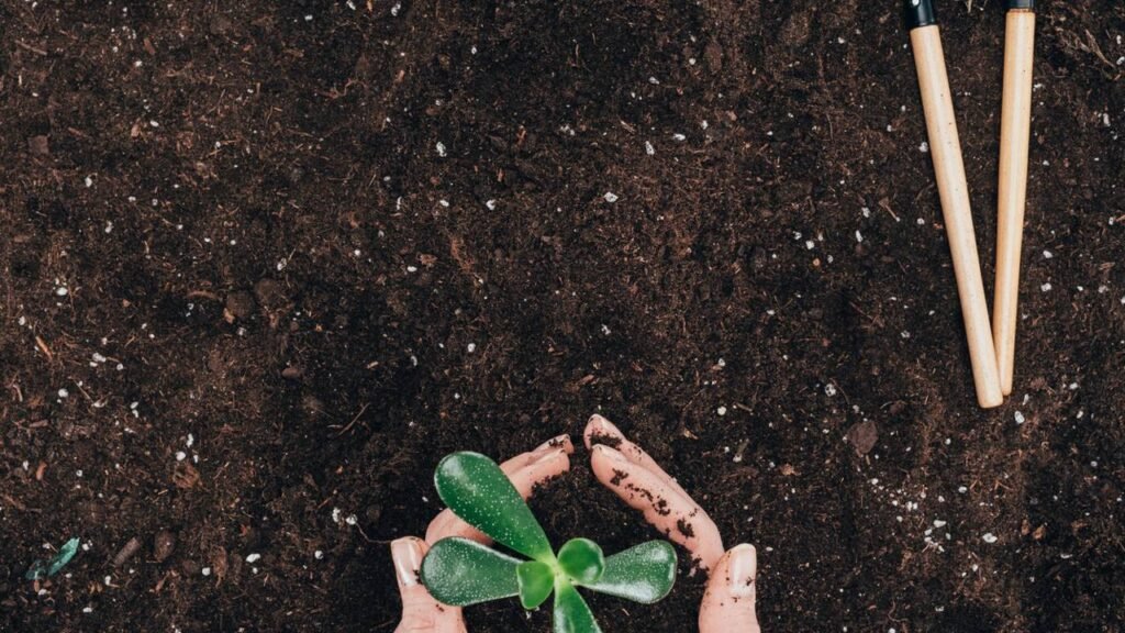 A planta que exala o perfume mais intenso da noite em todo o jardim