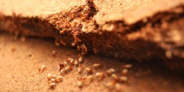 O truque simples que mostra se sua casa tem cupins antes que o estrago comece