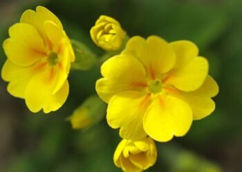 A planta afrodisíaca que regula hormônios e aumenta o desejo sexual naturalmente