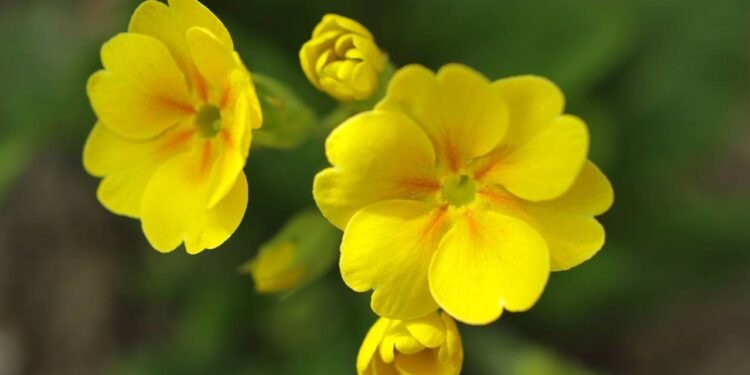 O efeito surpreendente da damiana no seu dia a dia - Créditos: depositphotos.com / OL-la-la