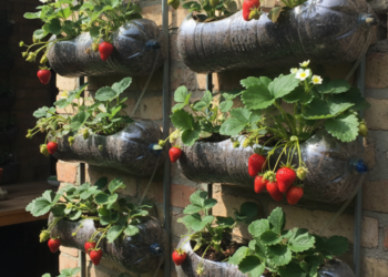 Como transformar uma garrafa de refrigerante em uma pequena horta de morangos