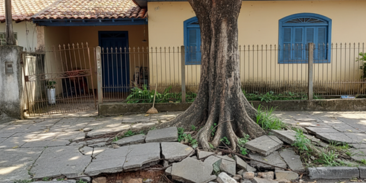 Definir a distância adequada entre árvores e estruturas é crucial para evitar problemas futuros