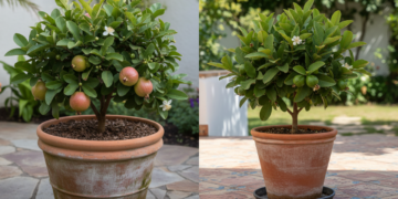 Essa mini árvore pode transformar sua varanda em um pomar cheio de vida e é super fácil de plantar