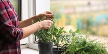 As ervas que mais crescem no verão e transformam qualquer cantinho em horta aromática