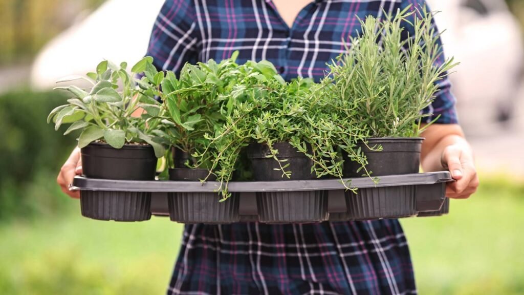 As ervas que mais crescem no verão e transformam qualquer cantinho em horta aromática