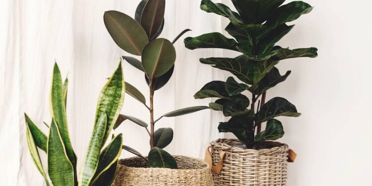 O Ficus Lyrata, também chamado de Figueira-lira, destaca-se graças às folhas grandes e vistosas - Créditos: depositphotos.com / Sonyachny