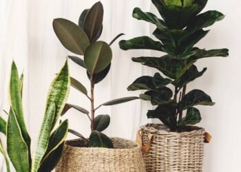 Como cultivar árvores de verdade dentro de casa mesmo sem jardim