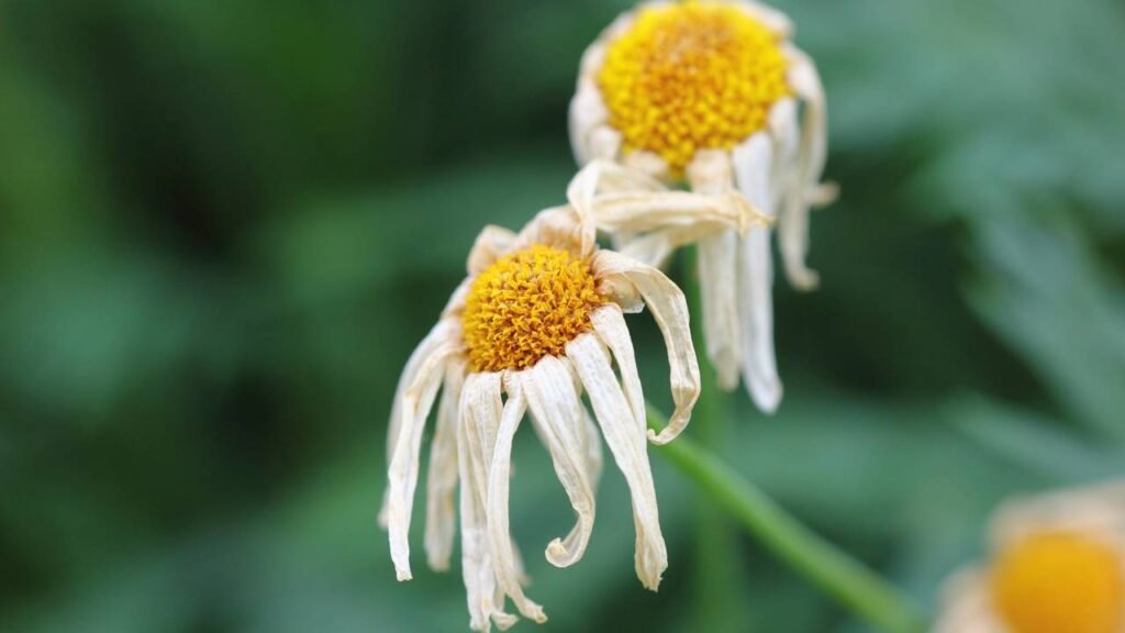 Como usar telas de sombreamento e proteger seu jardim do sol forte