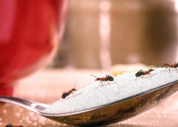 Formigas nunca mais! Essa misturinha salvou minha cozinha e meu humor