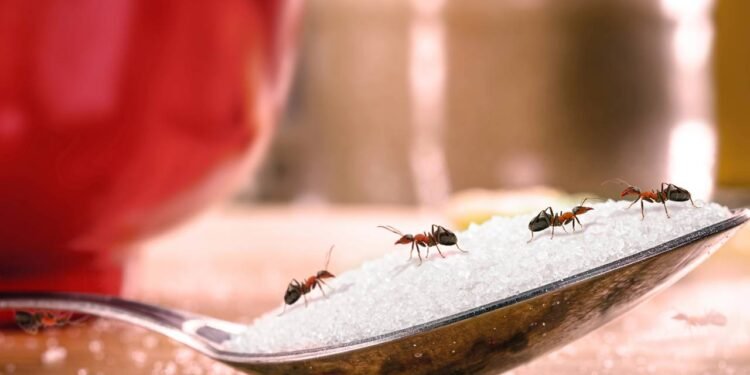 Formigas nunca mais! Essa misturinha salvou minha cozinha e meu humor