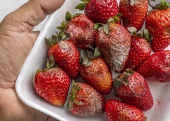 O erro comum que faz frutas estragarem rápido demais no calor