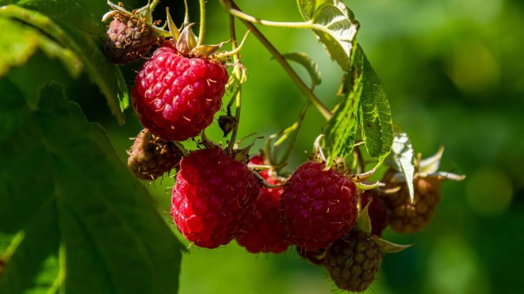 Frutas antioxidantes que retardam o envelhecimento e você pode plantar em casa