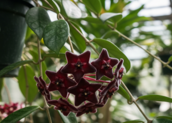 Esta planta tipo trepadeira vai ficar linda na sua varanda, saiba como cuidar dela
