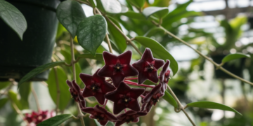 Esta planta tipo trepadeira vai ficar linda na sua varanda, saiba como cuidar dela