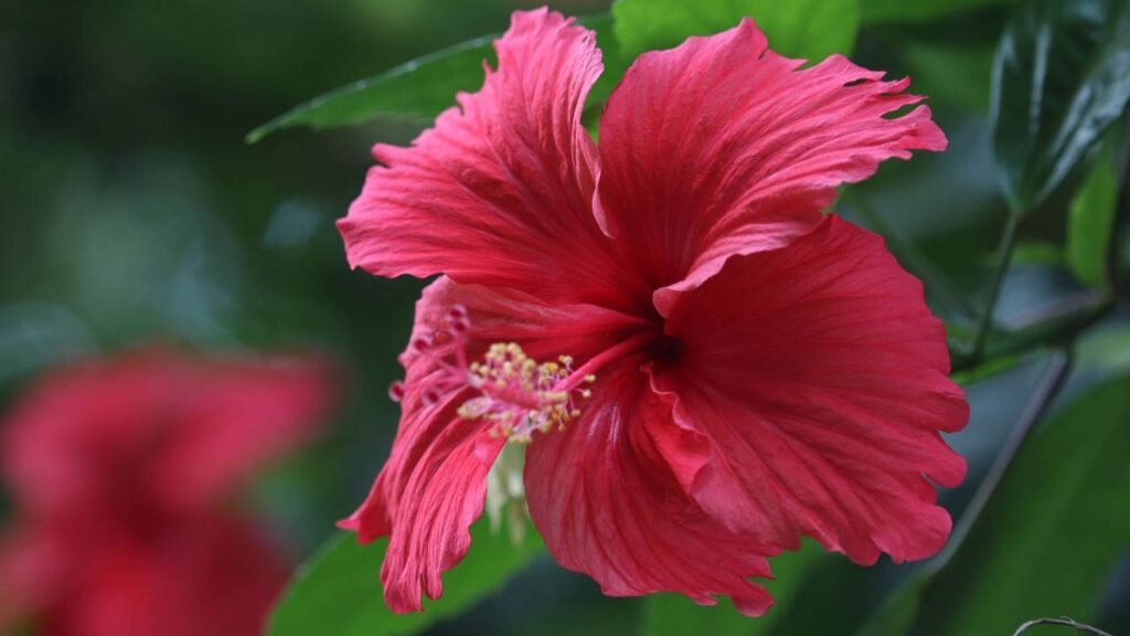 Plantas que combatem retenção de líquidos e crescem bem em vasos