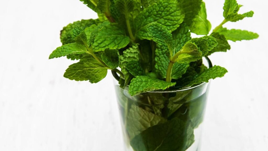 A planta que cresce em apartamento e ajuda a reduzir a acidez do corpo em menos de 45 dias