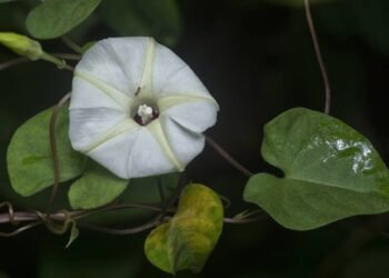 As plantas que esperam a lua para mostrar sua verdadeira beleza