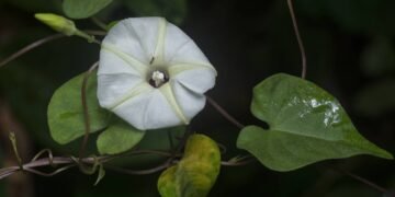 As plantas que esperam a lua para mostrar sua verdadeira beleza
