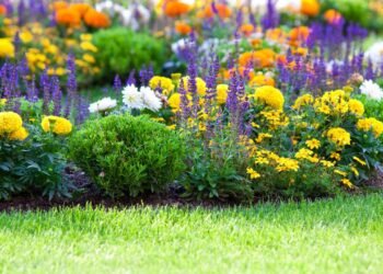 Flores de verão para plantar em novembro e manter floridas no calor