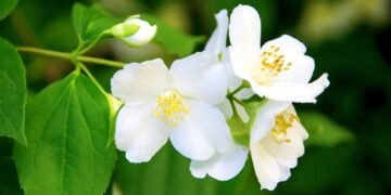 Aprenda a salvar seu Jasmin em pouco tem e sem ter que gastar dinheiro