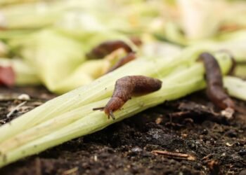 Como afastar lesmas e caracóis do jardim utilizando cerveja