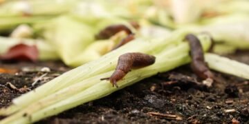 Como afastar lesmas e caracóis do jardim utilizando cerveja