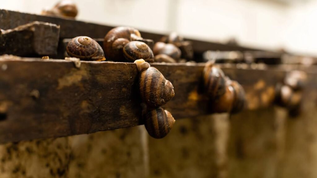 Como afastar lesmas e caracóis do jardim utilizando cerveja