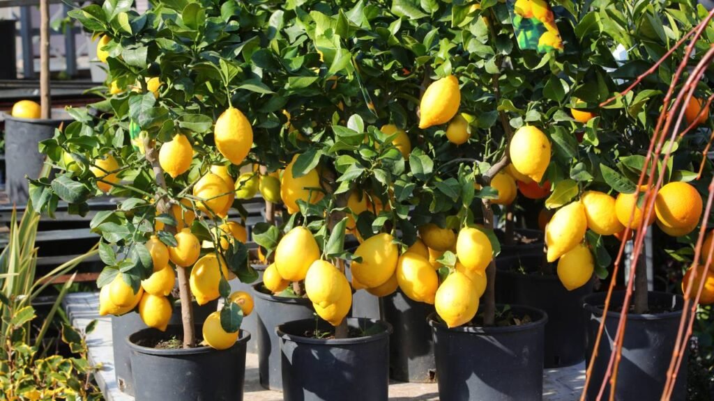 5 frutas que crescem mais rápido no verão para plantar em vasos