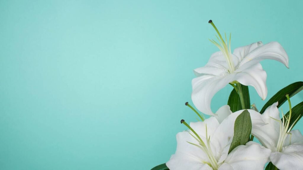 Flores que brilham no escuro e deixam seu jardim com cheiro de paz