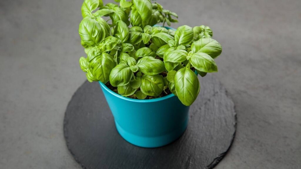 As 5 hortaliças mais fáceis de plantar em vasos durante o verão