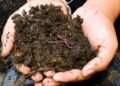 Você sente nojo, mas a minhoca pode ser a melhor amiga das suas plantas
