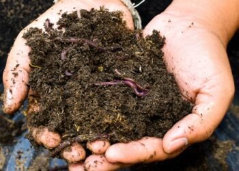 Você sente nojo, mas a minhoca pode ser a melhor amiga das suas plantas