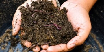 Você sente nojo, mas a minhoca pode ser a melhor amiga das suas plantas