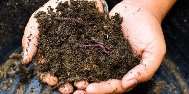 Você sente nojo, mas a minhoca pode ser a melhor amiga das suas plantas
