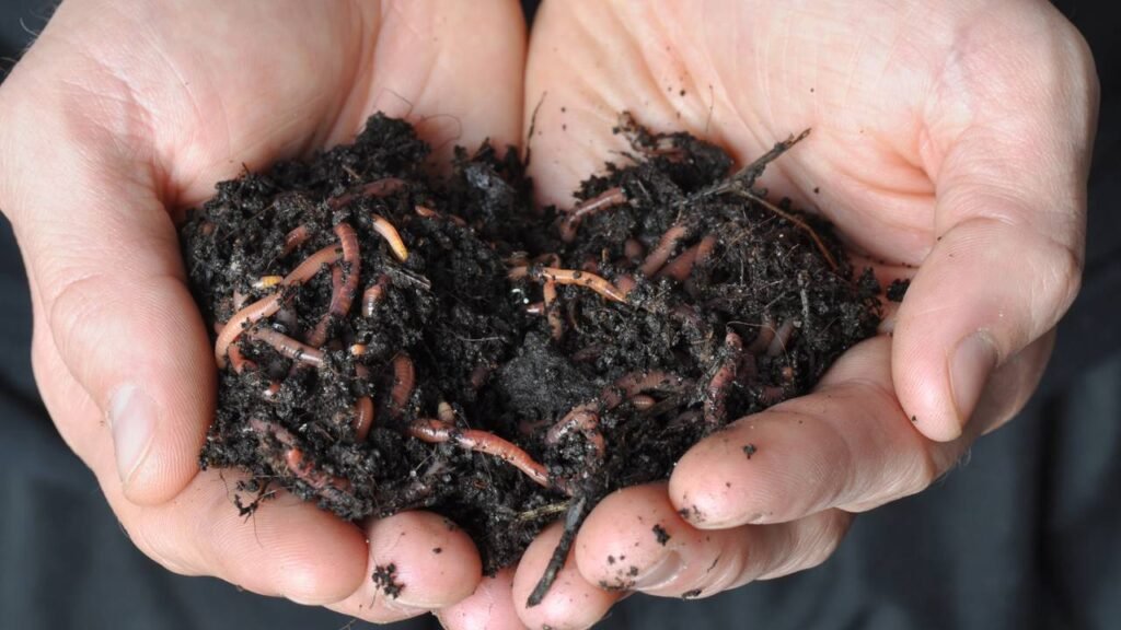 Você sente nojo, mas a minhoca pode ser a melhor amiga das suas plantas