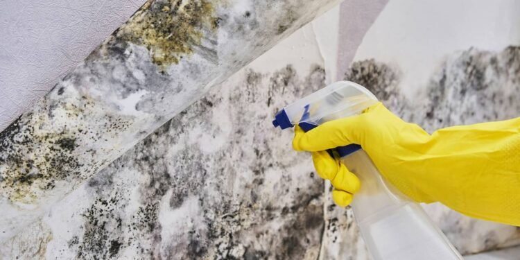 Como evitar o surgimento de mofo em casa sem gastar com produtos caros