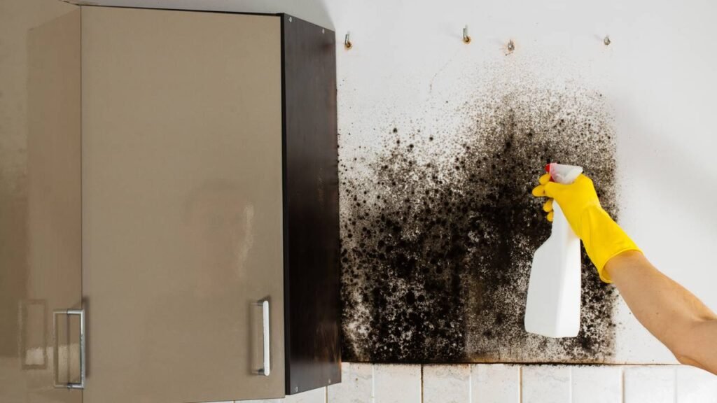 Como evitar o surgimento de mofo em casa sem gastar com produtos caros