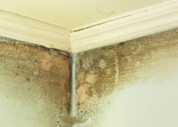 Cuidados simples para eliminar o mofo nos dias quentes sem gastar muito