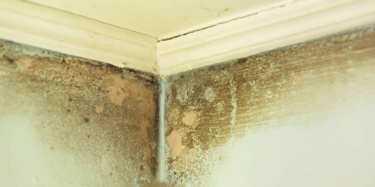 Cuidados simples para eliminar o mofo nos dias quentes sem gastar muito