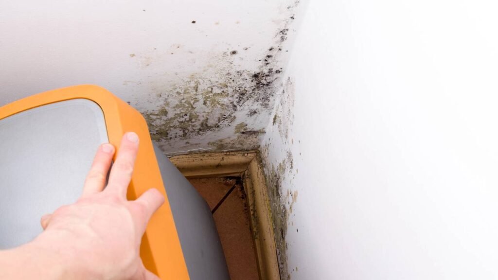 Cuidados simples para eliminar o mofo nos dias quentes sem gastar muito