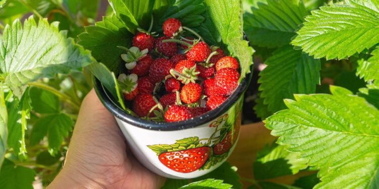 5 frutas que crescem mais rápido no verão para plantar em vasos