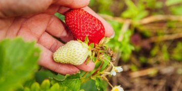 Como plantar morangos em vasos pequenos e ter uma colheita doce e saborosa