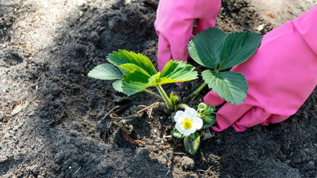 Como plantar morangos em vasos pequenos e ter uma colheita doce e saborosa