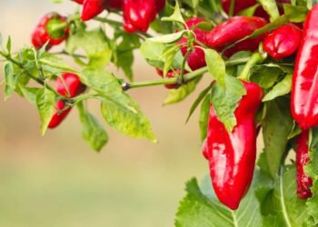 O vegetal que tem mais vitamina C que a laranja e fortalece sua imunidade