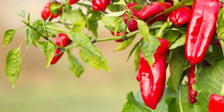 O vegetal que tem mais vitamina C que a laranja e fortalece sua imunidade