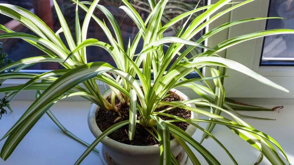 As melhores plantas para combater mofo e deixar o ar da sua casa mais puro