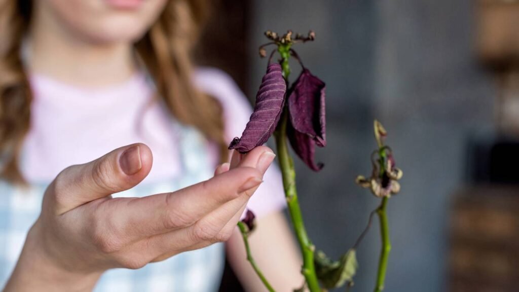 Se você rega suas plantas à tarde talvez esteja destruindo tudo sem saber