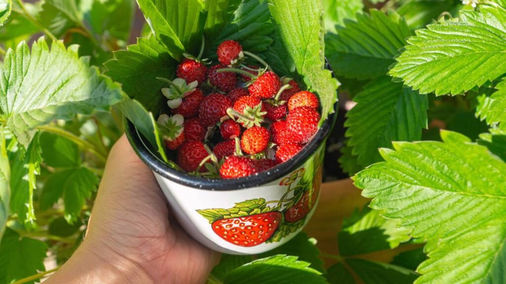 As 3 frutas ideais para cultivar em novembro e ter um jardim cheio de frutos em 2026