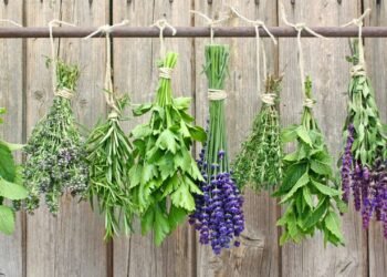 Depois que plantei essas plantas aromáticas nunca mais precisei de repelentes químicos