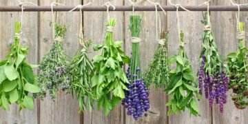 Depois que plantei essas plantas aromáticas nunca mais precisei de repelentes químicos